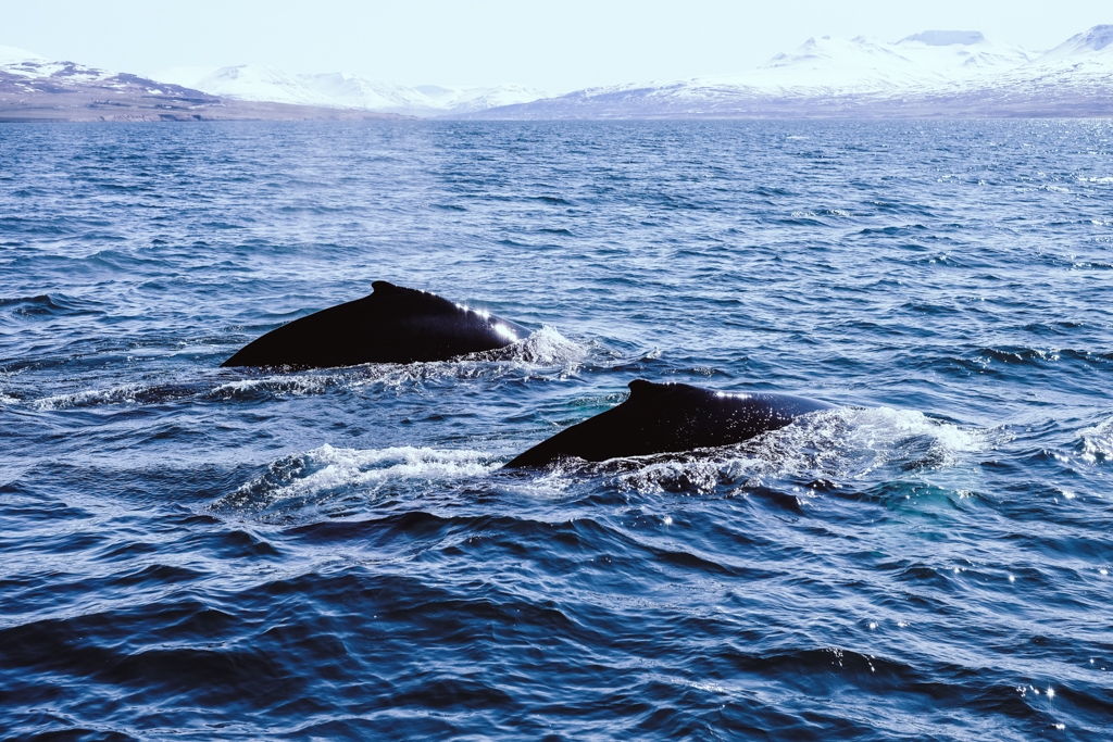 whale watching akureyri island