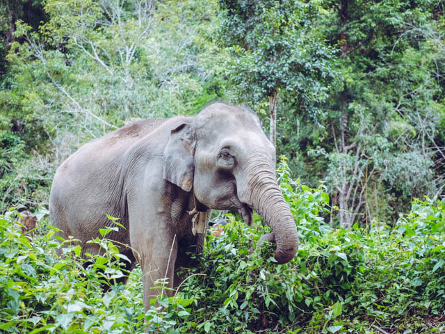 Elephant Sanctuary Chiang Mai