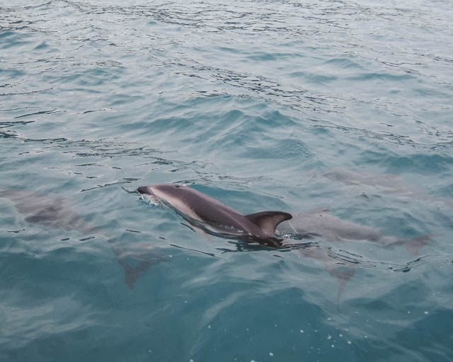 kaikoura wildlife encounter delfin